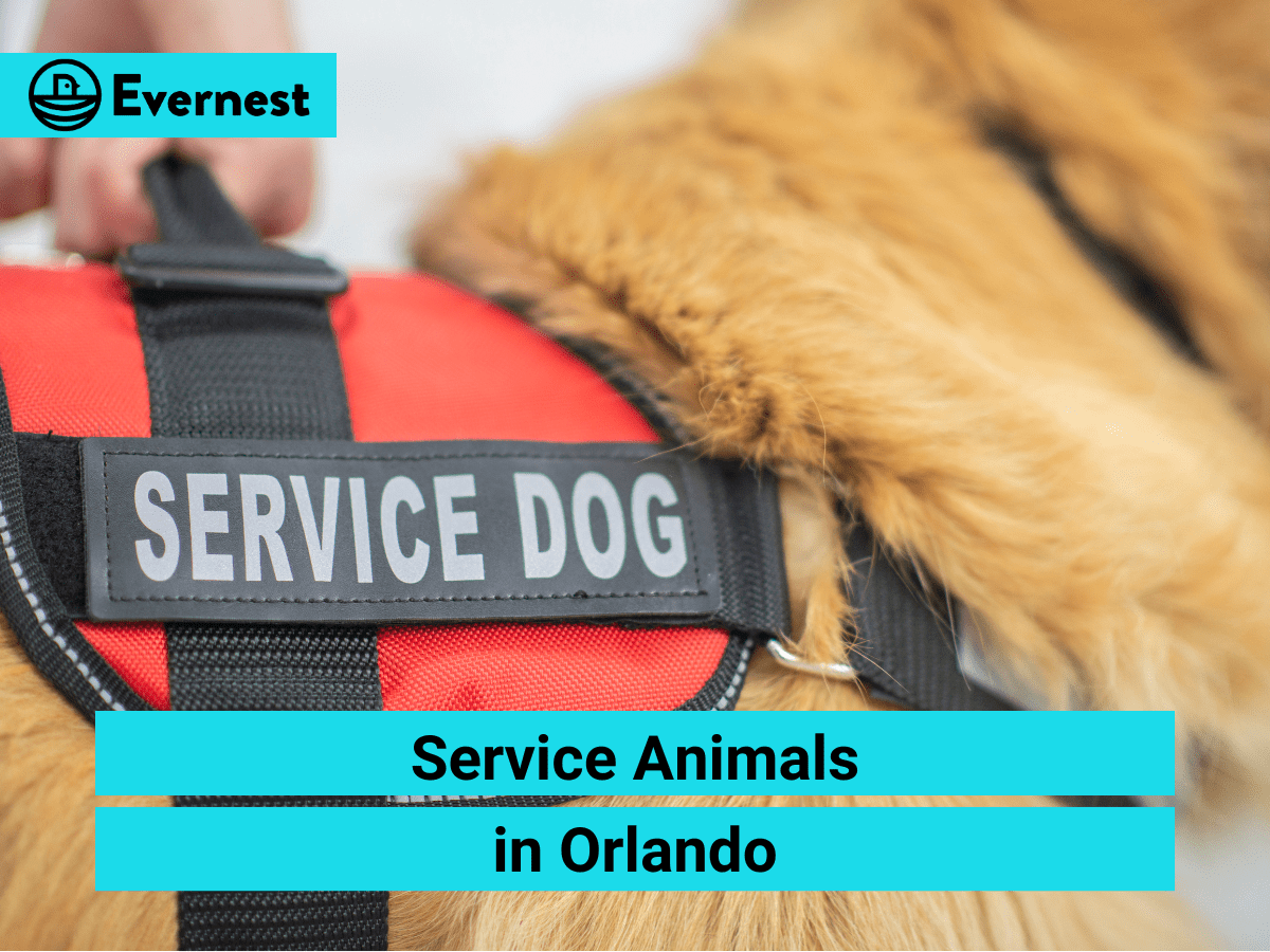 Service Animals in Orlando: Everything Landlords Need to Know